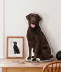 Chocolate Labrador sitting on a large dog-shaped pillow with a framed photo of a dog in the background.
